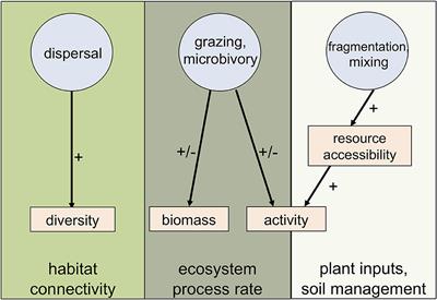 Frontiers | The Roles Of Invertebrates In The Urban Soil Microbiome